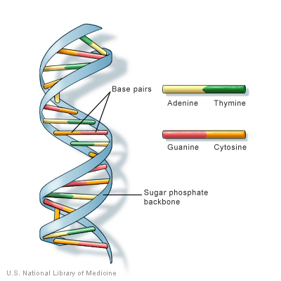 Dna Structure 3d. So DNA resides